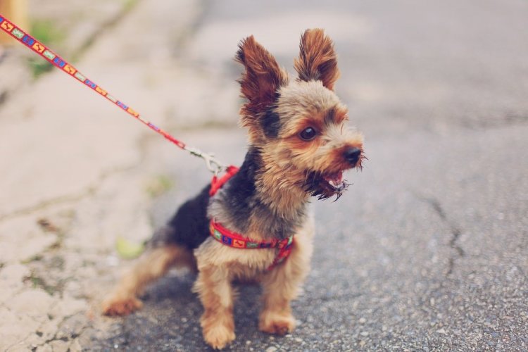 Fitness Buddies: The Best Ways to Exercise with Your Dog